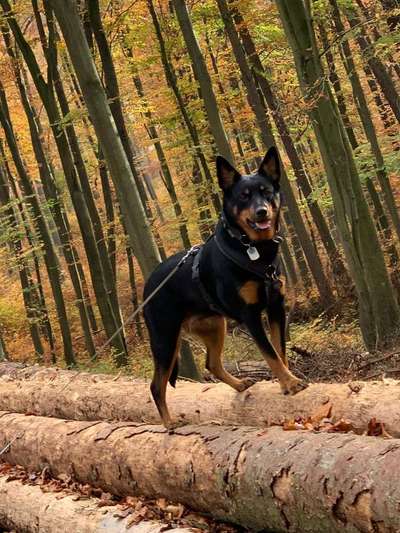 Wer hat einen Kelpie??-Beitrag-Bild