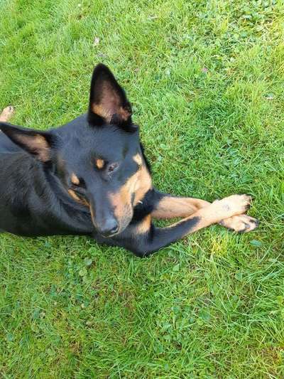 Seltene Rassen!-Beitrag-Bild