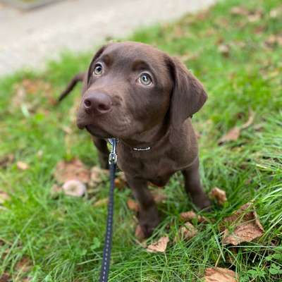 Hundetreffen-Welpentreff HH West-Bild