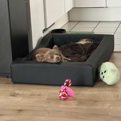 Hundetreffen-Gassi Partner gesucht