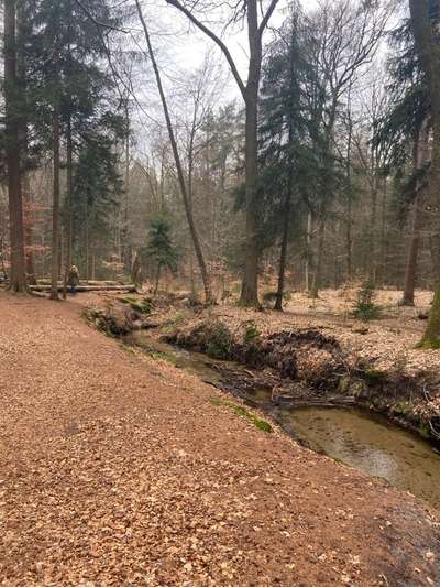 Hundeauslaufgebiet-Holter Wald-Bild