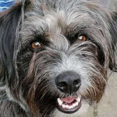 Hundetreffen-Gassirunde Wochenende St Leon Rot