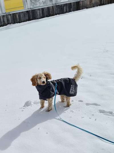 Alles rund um den Pudel-Beitrag-Bild