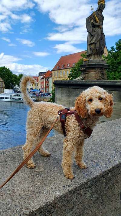 Zeigt her eure Pudel-Beitrag-Bild