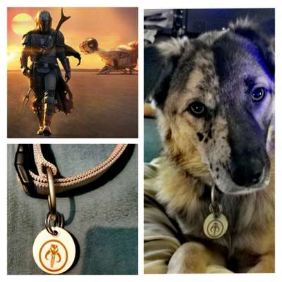 Wie heißt dein Hund?-Beitrag-Bild