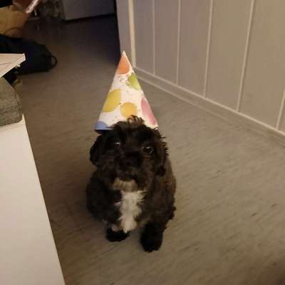 Hundetreffen-Gemütliche  Gassie  gehen