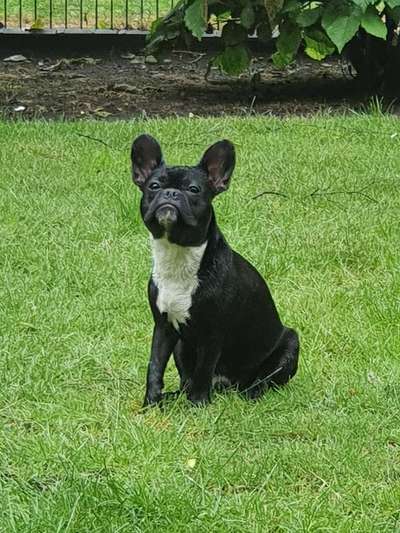 Französische Bulldoggen-Beitrag-Bild