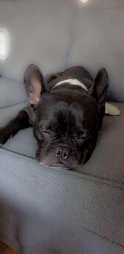 Französische Bulldoggen-Beitrag-Bild