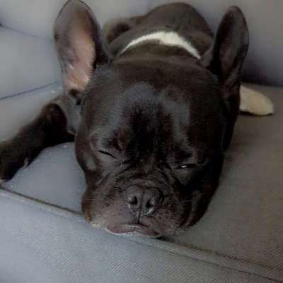 Französische Bulldoggen-Beitrag-Bild