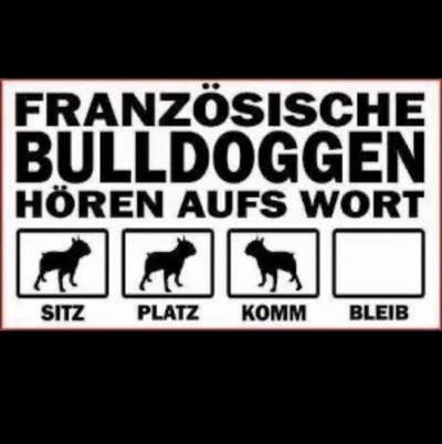 Französische Bulldoggen-Beitrag-Bild