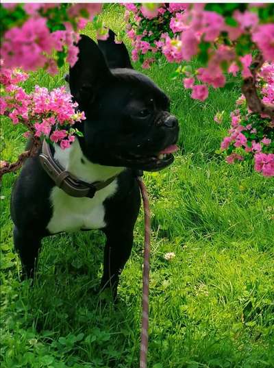 Wie heißt dein Hund?-Beitrag-Bild