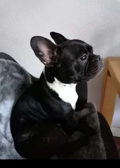 Französische Bulldoggen-Beitrag-Bild