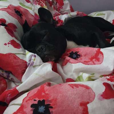 Gemeinsames Kuscheln im Bett!-Beitrag-Bild