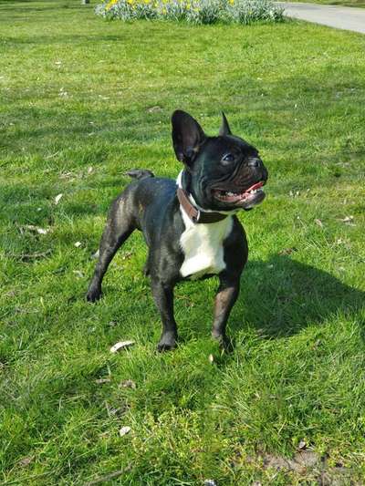 Französische Bulldoggen-Beitrag-Bild