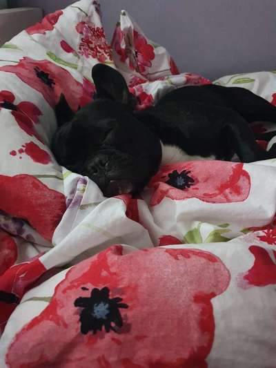 Darf der Hund bei Euch im Bett schlafen?-Beitrag-Bild