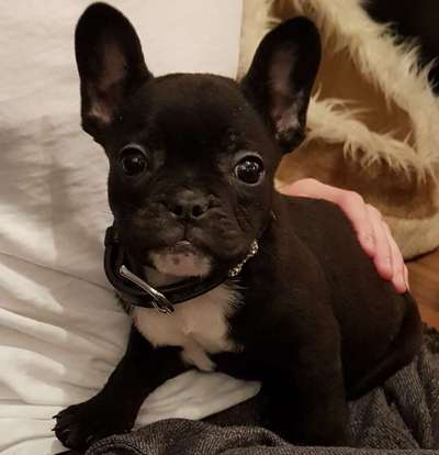 Wie groß waren eure welpen ?-Beitrag-Bild