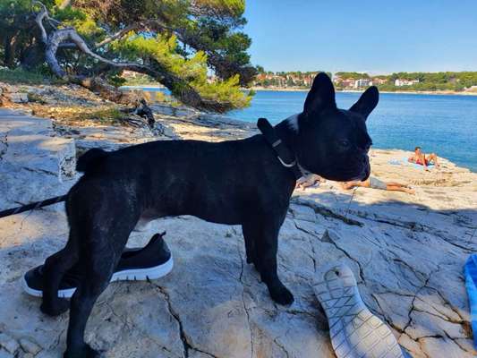 Urlaub mit Hund-Beitrag-Bild