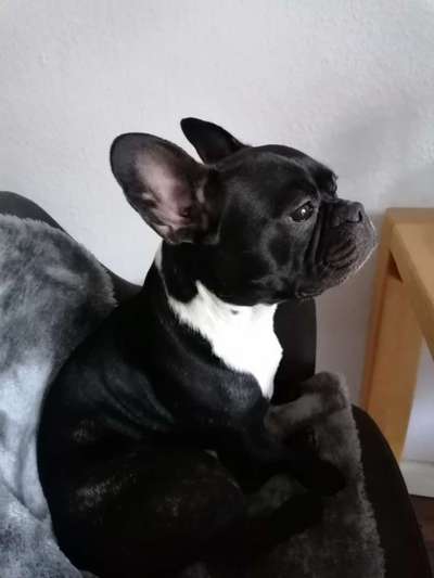 Französische Bulldoggen-Beitrag-Bild