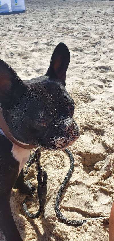 Brachycephale Hunderassen-Beitrag-Bild