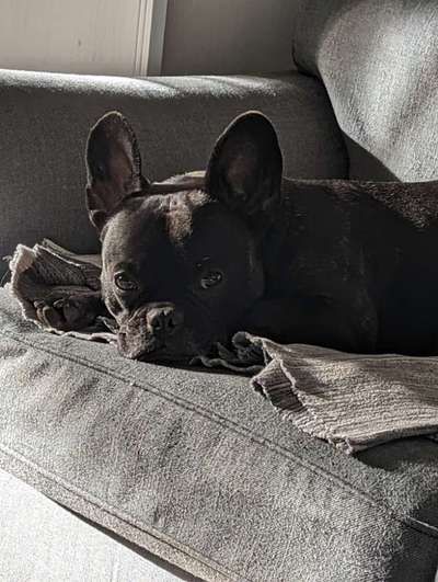 Französische Bulldoggen-Beitrag-Bild