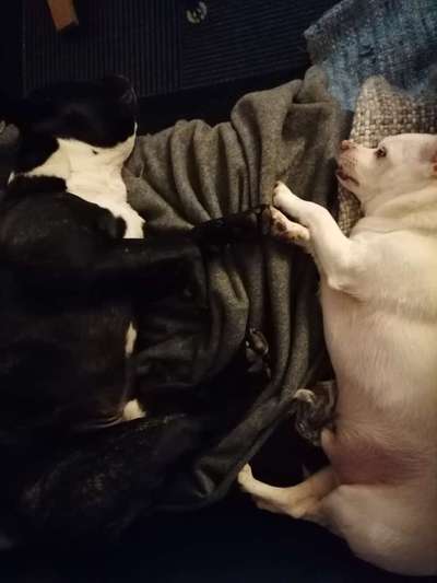 Bester Freund, Hundekumpel - zeigt her!-Beitrag-Bild