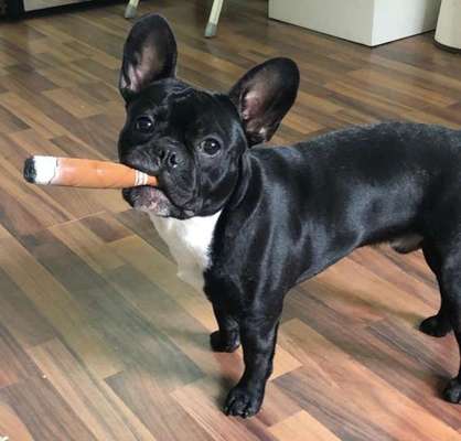 Die Dogorama Kalender Challenge Titelbild-Beitrag-Bild