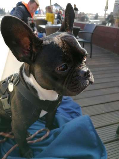 Zeigt her eure Frenchi-Beitrag-Bild