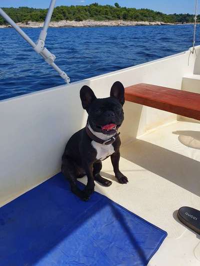 Die Dogorama Wochen Challenge-Beitrag-Bild