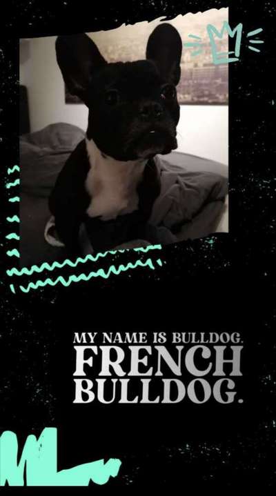 Französische Bulldoggen-Beitrag-Bild