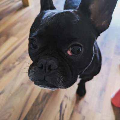 Französische Bulldoggen-Beitrag-Bild