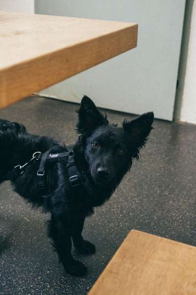 Welche Rassen könnten in diesem Mix stecken?-Beitrag-Bild