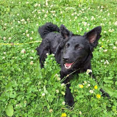 Hundetreffen-Gassipartner*Innen in Stuttgart West-Bild