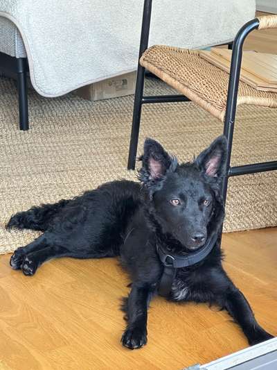 Welche Rassen könnten in diesem Mix stecken?-Beitrag-Bild