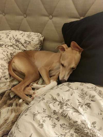 Darf der Hund bei Euch im Bett schlafen?-Beitrag-Bild