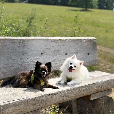 Hundetreffen-Walk & Talk-Bild