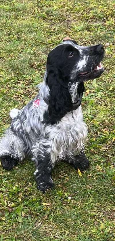 Englisch Cocker Spaniel-Beitrag-Bild