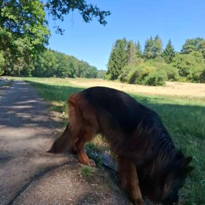 Hundetreffen-Fährten-Bild