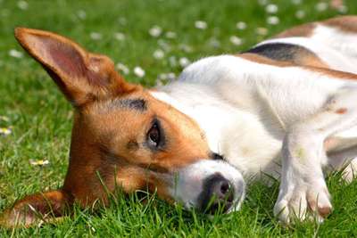 Foto's und Hundemodels-Beitrag-Bild