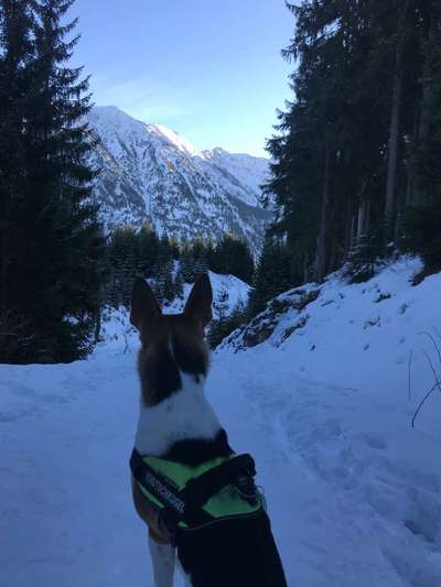 Dein Hund im Dogorama-Kalender 2021-Beitrag-Bild