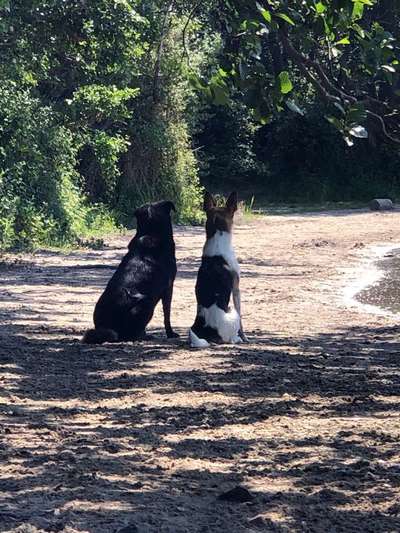 Dein Hund im Dogorama-Kalender 2021-Beitrag-Bild