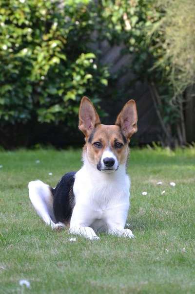 Dein Hund im Dogorama-Kalender 2021-Beitrag-Bild