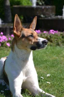 Foto's und Hundemodels-Beitrag-Bild