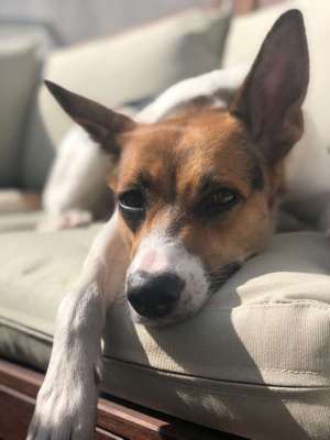 Foto's und Hundemodels-Beitrag-Bild