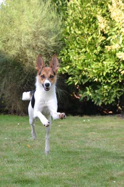 Dein Hund im Dogorama-Kalender 2021-Beitrag-Bild