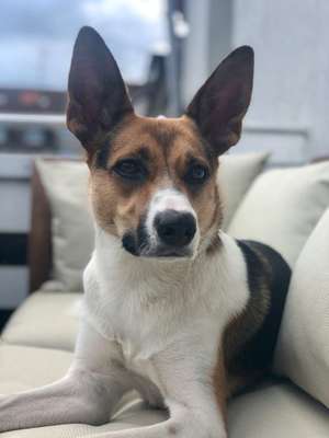 Foto's und Hundemodels-Beitrag-Bild