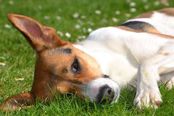 Dein Hund im Dogorama-Kalender 2021-Beitrag-Bild