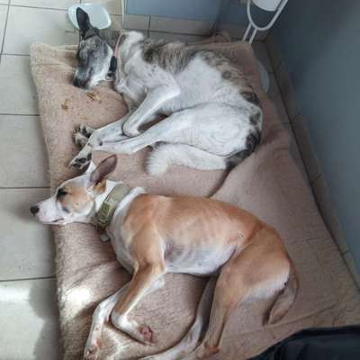 Hundetreffen-Gassi-Runde für Unerschrockene