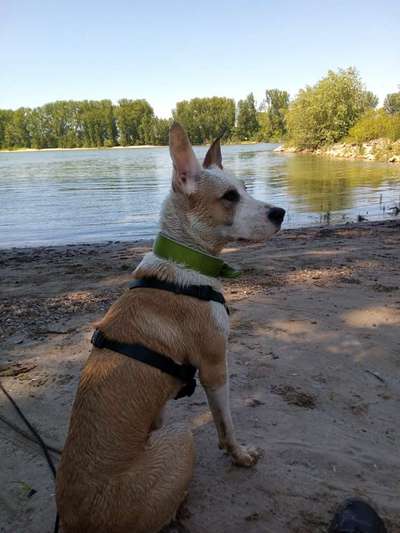 Podencomischling oder Podenco-Beitrag-Bild