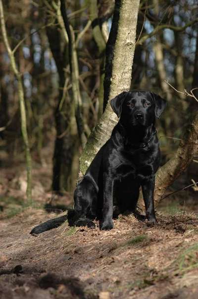 Foto's und Hundemodels-Beitrag-Bild