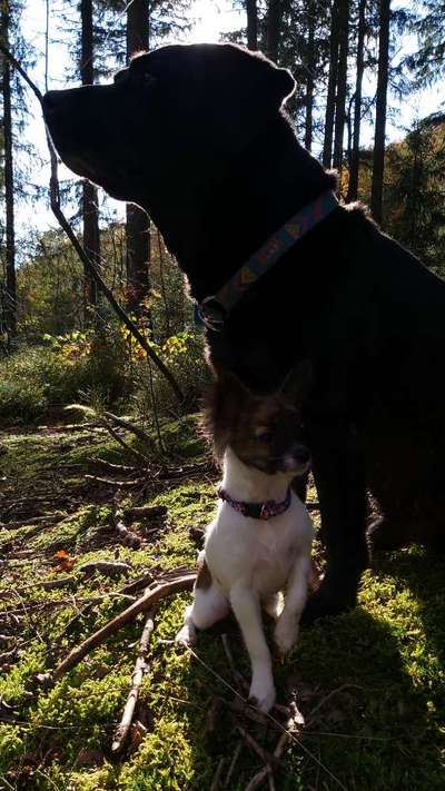 Foto's und Hundemodels-Beitrag-Bild